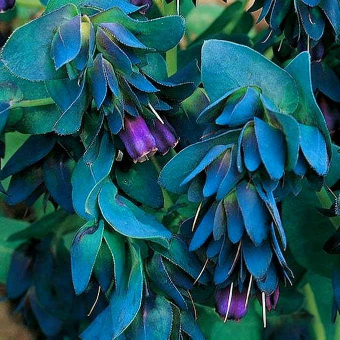 Cerinthe Major Honeywort Flower Seeds for Planting, 100 Purple-Blue Honeywort Seeds, Perennial Plants, Non-GMO Heirloom Major Honeywort Seed for Garden, Borders, Container Displays