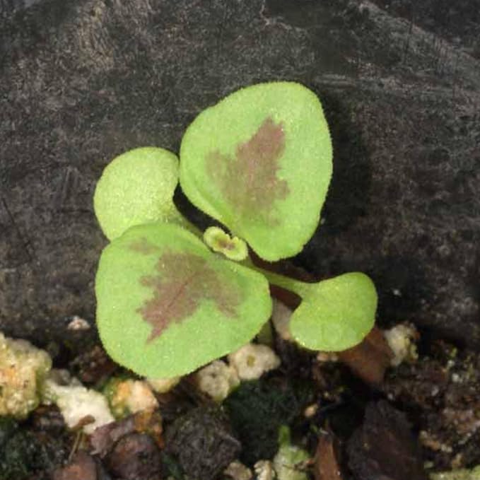 Seed Needs Coleus Seeds for Planting Rainbow Painted Nettle - Heirloom & Open Pollinated Mixed Flower Seed to Grow an Outdoor Butterfly Garden to Attract Pollinators (10 Packs)