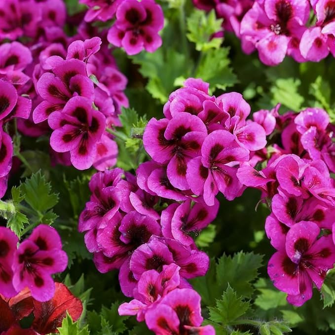 20 Mixed Geranium Seeds for Planting, Perennial Pelargonium Flower Seed, Heirloom Non-GMO Geranium Seeds for Small Garden Border, Home Outdoor