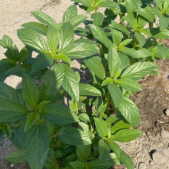 Egyptian Spinach Seeds - Molokhia - 1 Oz ~14800 Seeds - Non-GMO, Heirloom - Asian Garden Vegetable