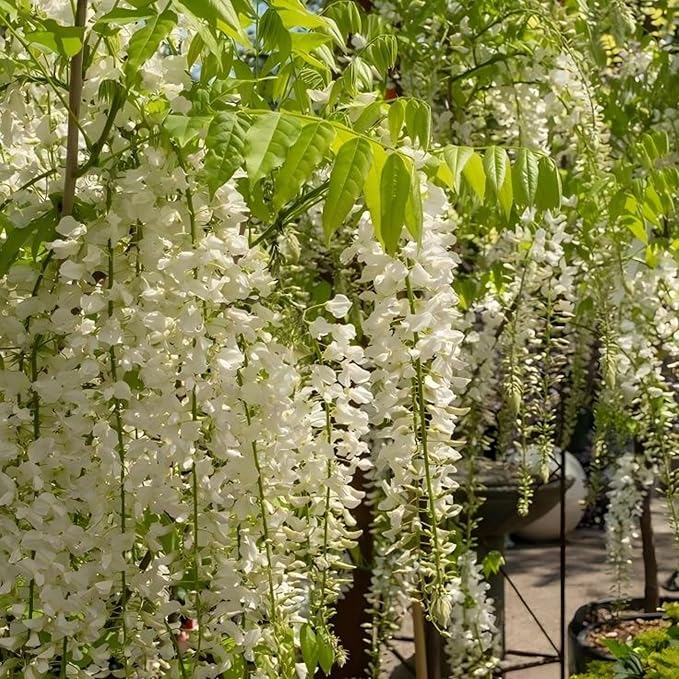 200+ Climbing Weeping Jasmine Flower Seeds Star Jasmine Flower Seeds for Planting Fragrant Plant Seeds Non-GMO Climbing Jasmine Garden Balcony Climbing Flower Garden Home