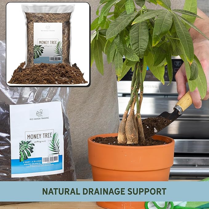 Money Tree Soil (4 Quarts), Potting Mix for Planting/Repotting Pachira Aquatica, All-Natural Custom Soil Blend