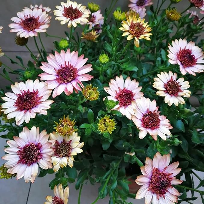 Mixrug African Daisy Seeds for Planting, 148pcs Osteospermum Daisy Seeds Non-GMO Heirloom Perennial Rare Colorful Flower Plants, Open Pollinated Beauty Home Garden Flowers for Outdoors