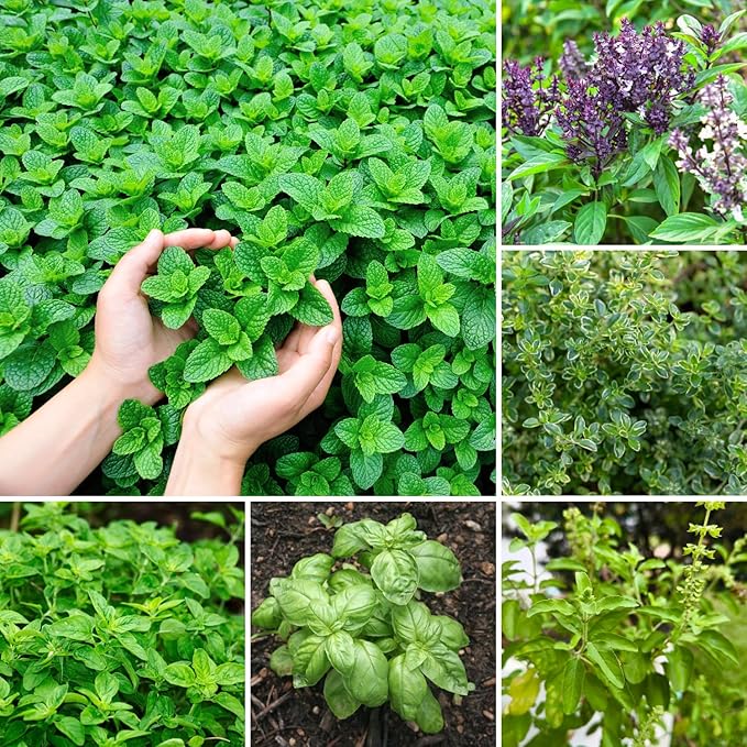 Pack 4 Mix Herb Live Plants, 4-8" Tall Fragrant Lemon Balm, Rosemary, Basil, Oregano and More Varieties Plants Herbs for Garden, Patio and Kitchen Growing, No Pot, Live Herbs Seedlings