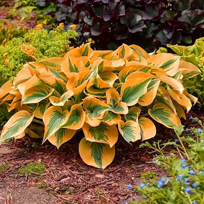 Hosta Seeds, 99 Pieces, Perennial Shade Garden Plants for Indoor and Outdoor, Low Maintenance