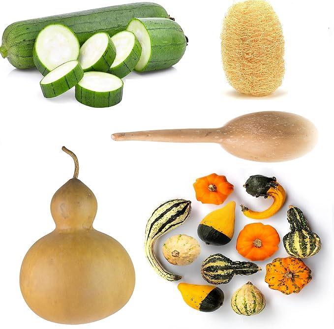 Gourd Seeds Collection, 4 Heirloom Non-GMO Varieties. Birdhouse Bottle, Luffa Sponge, Dipper, Small Mixed.