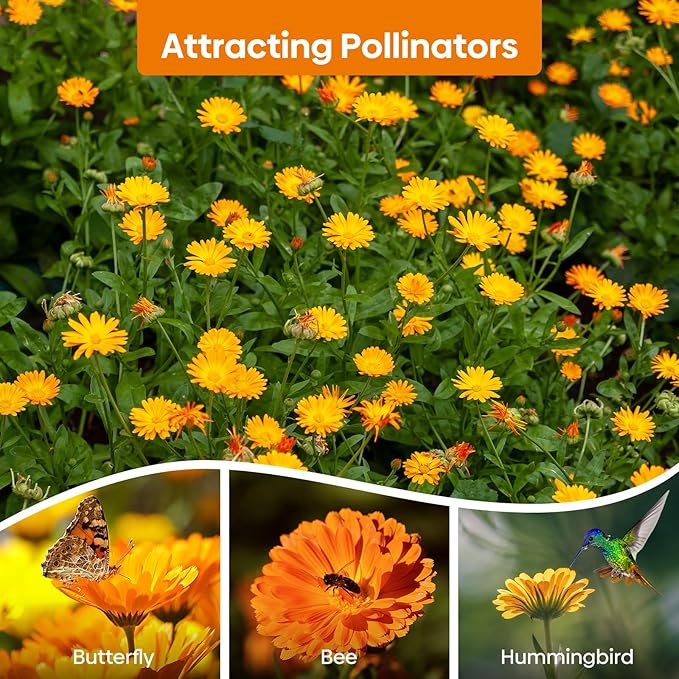 Groundio Calendula Seeds Pacific Beauty Mix, 3000+ Calendula Officinalis Seeds, Open Pollinated Non-GMO Wildflower Seed Grown in The USA, 1 Ounce