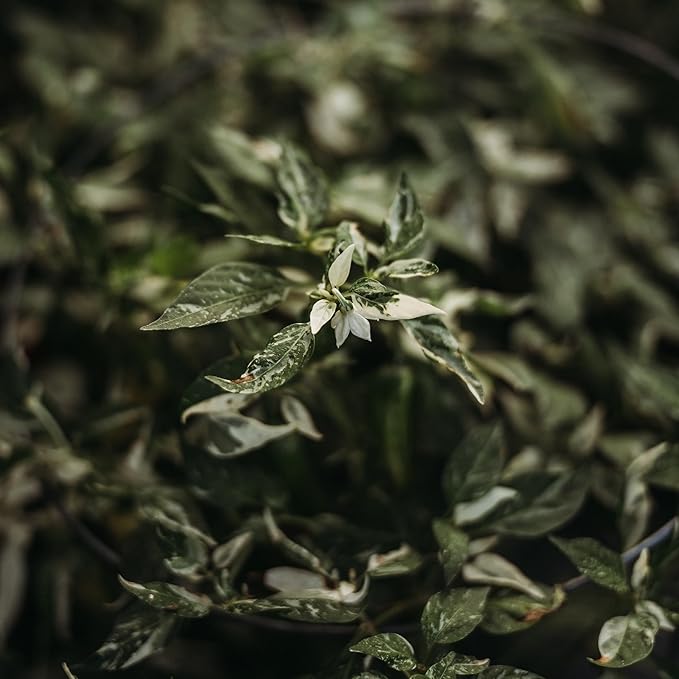 Fish Pepper - 25 Seeds - Heirloom Chili Variety, Unique Variegated Leaves & Fruit, USA-Grown Chile Seeds, Non-GMO Vegetable Seeds for Planting Outdoors in The Home Garden, Thresh Seed Company