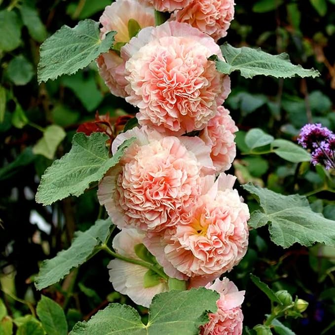 Park Seed Summer Carnival Hollyhock Flower Seeds – Vibrant Double Blooms, Tall Garden Borders, Long-Blooming Annual, AAS Award-Winning Variety, Easy to Grow in Full Sun – Pack of 50