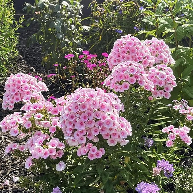 1000+ Phlox Seeds for Planting - Perennial Creeping Ground Cover Plants - Ornamental Flower Seeds for Home & Garden, Potted Planting, Easy to Grow with Long Blooming Period
