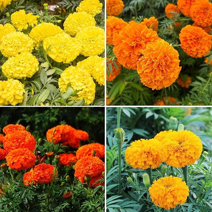 Dwarf French Marigold Seeds for Planting, 1006+pcs Rare Perennial Marigold Flower Seeds Plants, Non-GMO Heirloom Companion Blooms Flowers Plants in Home Garden Outdoors