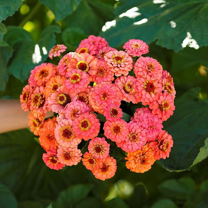 Eden Brothers Zinnia Seeds - Pumila Salmon, Non-GMO Seeds for Planting, Packet | Low-Maintenance Flower Seeds, Plant During Spring, Zones 3, 4, 5, 6, 7, 8, 9, 10