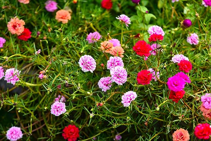 Seeds Multicolor Purslane Double Flower Mix 1000+ Seeds to Grow Double Moss Rose Perfect Ground Cover