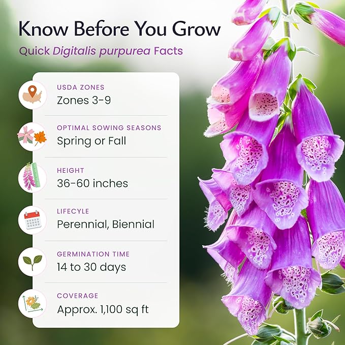 Created by Nature Foxglove Seeds, 62,700 Perennial Seeds, Purple, Pink, and White Flowers