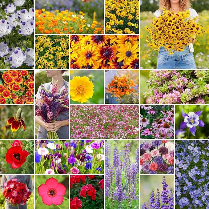 Eden Brothers Western Wildflower Mixed Seeds for Planting, 1/4 lb, 120,000+ Seeds with Cornflower, Blanket Flower | Attracts Pollinators, Plant in Spring or Fall, Zones 3, 4, 5, 6, 7, 8, 9, 10