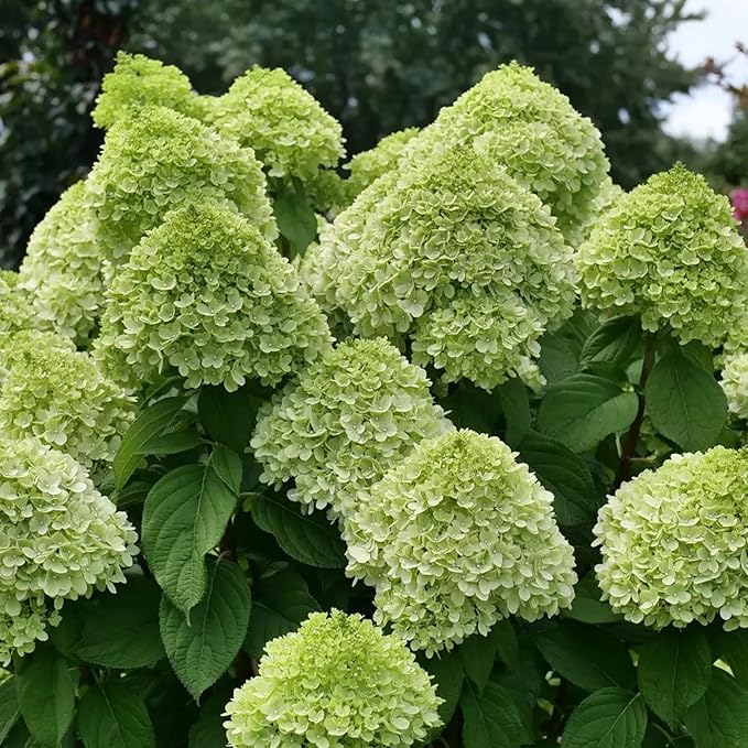 200+ Mix Panicle Hydrangea Seeds Perennial Hydrangea Seeds for Planting Flowers Bush Plants Non-GMO Heirloom Plant Wedding Outdoor Garden