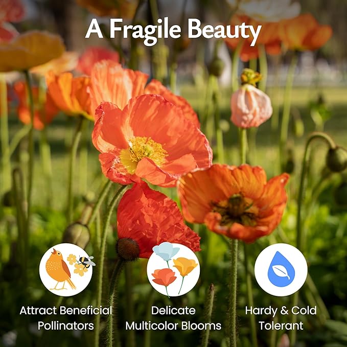 Created by Nature Iceland Poppy Seeds, 34,700 Perennial Wildflower Seeds