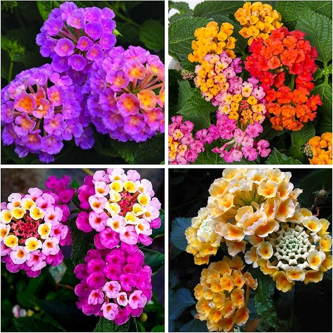 Lantana Flower Seeds for Planting - Mix Color Lantana Seeds to Plant Non-GMO Perennial Flower Garden Outdoor