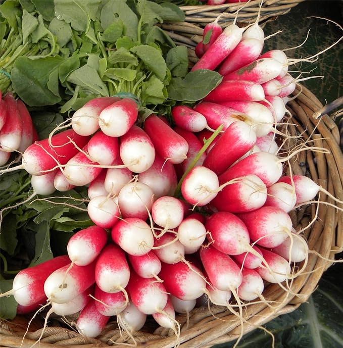 Seeds Vegetable French Radish 18 Days Early Red Heirloom - 300 Seeds