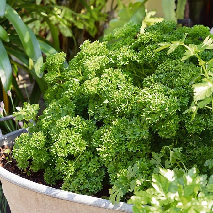 Organic Kitchen Garden Blend Parsley Seeds - 1 Oz ~18000 Seeds - Non-GMO, Certified Organic - Growing Microgreens, Herb Garden - Petroselinum crispum