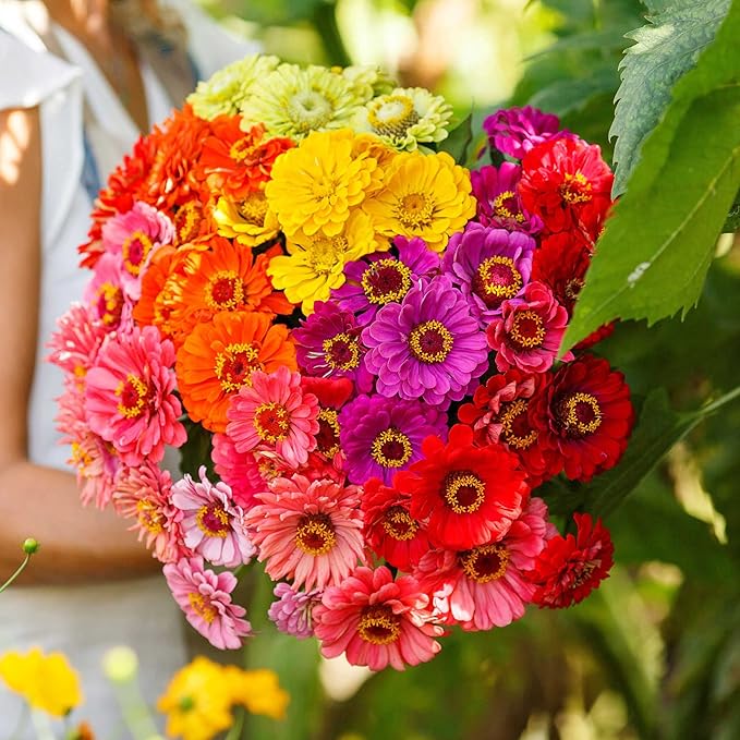 Eden Brothers Zinnia Seeds - Over The Rainbow Mix, Non-GMO Seeds for Planting, 1 oz | Low-Maintenance Flower Seeds, Plant During Spring, Zones 3, 4, 5, 6, 7, 8, 9, 10