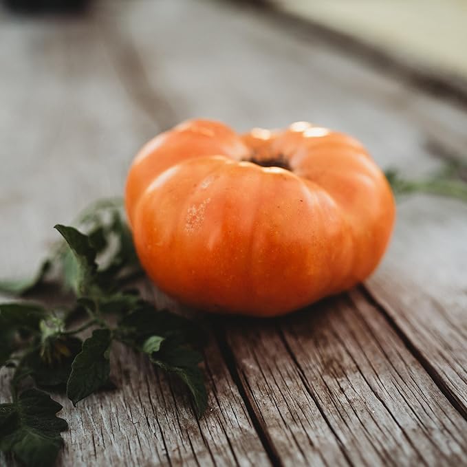 Dr. Wyche's Tomato - 50 Seeds - Large Yellow Beefsteak Tomato, Great for Slicing, Non-GMO, Heirloom Yellow Tomato Seeds for Planting in The Home Garden, Thresh Seed Company