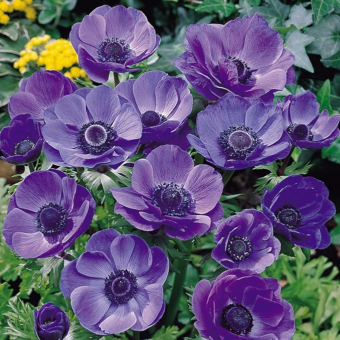 100+Perennial Anemone Flower Seeds for Planting- Non-GMO Jerusalem Anemone Hupehensis Windflowers Seeds Ornamental Attracts Pollinators