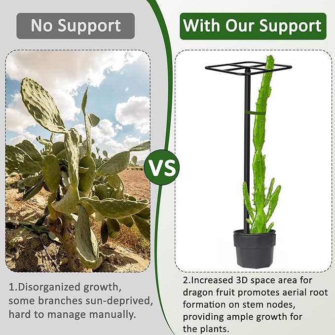 1 Pcs Heavy Duty Dragon Fruit Trellis 12"x12"x50", Adjustable Metal Dragon Plant Support Stand, Durable Vertical Trellis for Climbing Plants, No-Hammer Assembly for Outdoor Garden(Square)