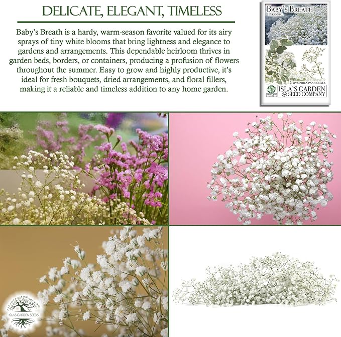 Perennial Baby’s Breath Seeds (Gypsophila) – 500+ Heirloom Non-GMO Seeds by Isla’s Garden Seeds, Delicate White Blooms, Perfect for Cut Flowers, Borders & Cottage Gardens