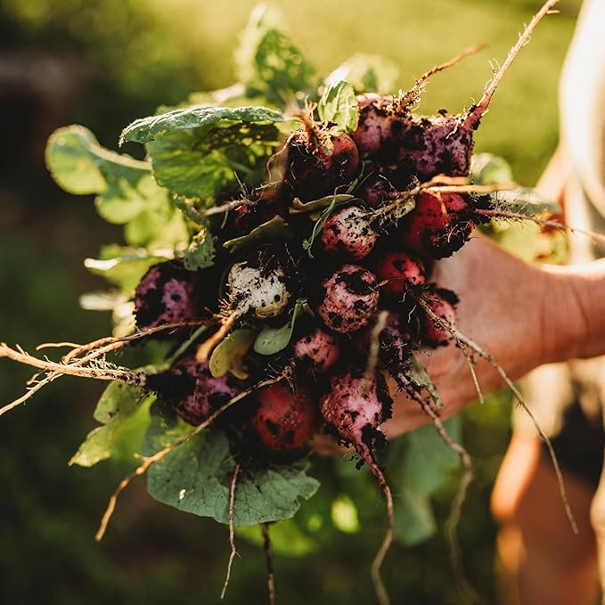 Easter Egg Radish Mix - 150 Seeds - Heirloom & Open-Pollinated Variety, Easy-to-Grow & Fast-Growing, Non-GMO Vegetable Seeds for Planting Indoors or Outdoors in The Home Garden, Thresh Seed Company