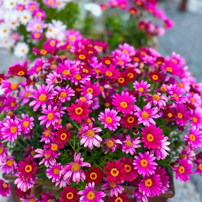 1000+Pyrethrum Seeds for Planting -Pyrethrum Tanacetum Chrysanthemum Plant Garden Flower Seeds