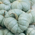 Organic Triamble Winter Squash Seeds - 4 g Packet ~25 Seeds - Non-GMO, Certified Organic, Heirloom - Vegetable Garden - Cucurbita Maxima