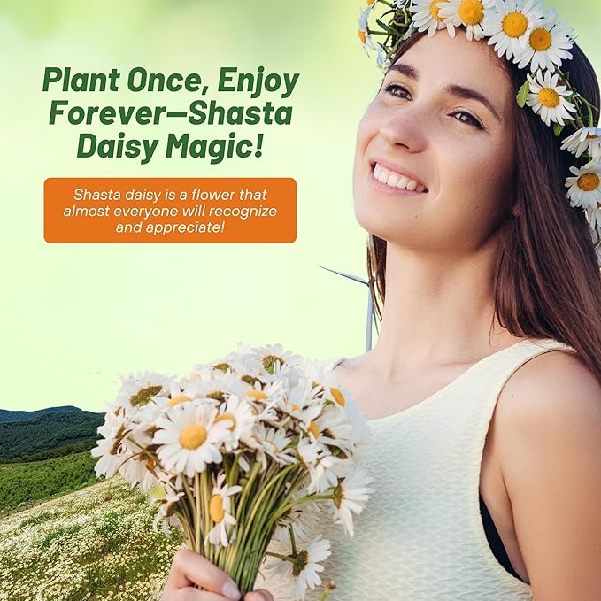 Outsidepride Shasta Daisy Chrysanthemum Seeds - 1/4 Lb. Perennial Deer Proof, Drought Tolerant, Wildflower Seeds for Pollinator Gardens, Cut Flowers & Water-Efficient, Low Maintenance Landscaping