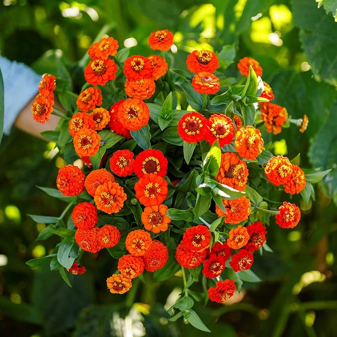 Eden Brothers Zinnia Seeds - Lilliput Orange, Non-GMO Seeds for Planting, Packet | Low-Maintenance Flower Seeds, Plant During Spring, Zones 3, 4, 5, 6, 7, 8, 9, 10