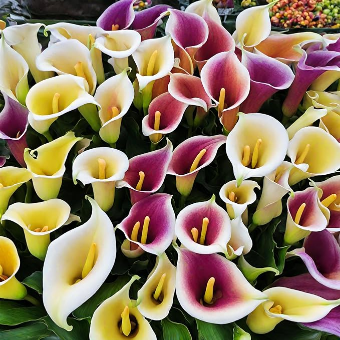 Rare 100 Pcs White Calla Lily Seeds Bonsai Potted Plant Perennial Flowers