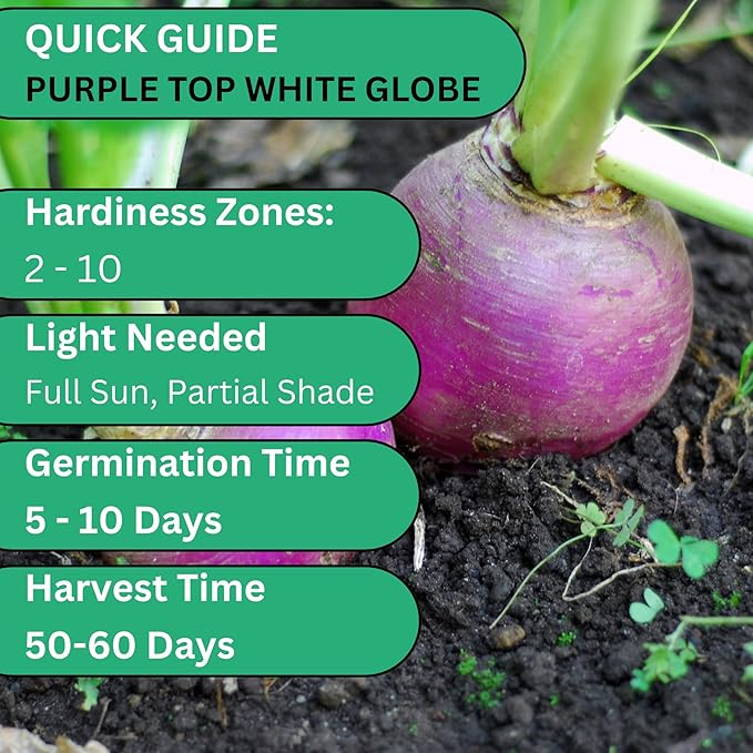 Woods Creek Seeds: Purple Top White Globe Turnip Seeds for Planting - Heirloom Root Vegetable Variety - Fast Growing Turnips with Edible Greens - Non-GMO Garden Seeds for Fall or Spring