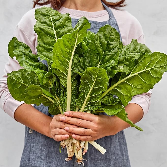 Burpee Fordhook Giant Swiss Chard Seeds - Heirloom Spinach Substitute Greens