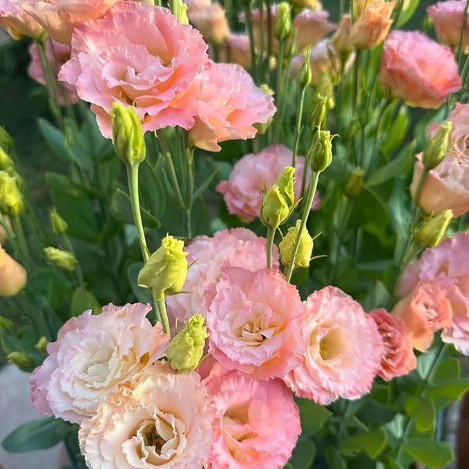 1150+ Lisianthus Flower Seeds for Planting - Annual Lisianthus Non-GMO Flower Seeds Perennial Eustoma Cut Flower Plant Garden Home Ornamental Flower