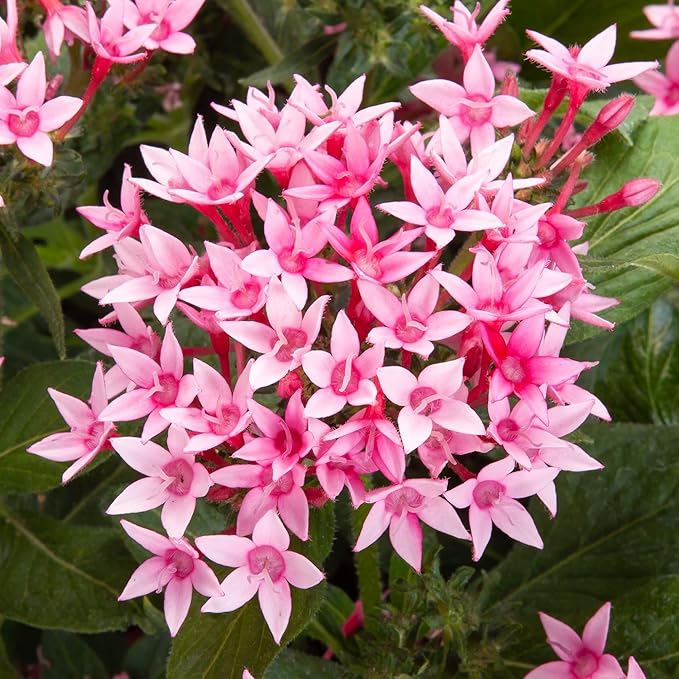 100+ Perennial Pentas Lucky Star Seeds for Planting Outdoor-Pentas Lanceolata Flowers Seeds Non-GMO -Egyptian Star Cluster Seeds Garden Home Plant