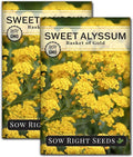 Sow Right Seeds - Sweet Alyssum Basket of Gold Flower Seeds for Planting - Perennial Garden Flowers - Easy to Grow Fragrant Blooms - Ideal for Borders and Containers - Attract Pollinators (2)