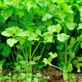 Nan Ling Chinese Cutting Celery - 4 Oz - Non-GMO Vegetable Garden Seeds by Mountain Valley Seeds