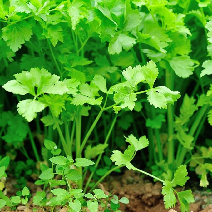 Nan Ling Chinese Cutting Celery - 4 Oz - Non-GMO Vegetable Garden Seeds by Mountain Valley Seeds