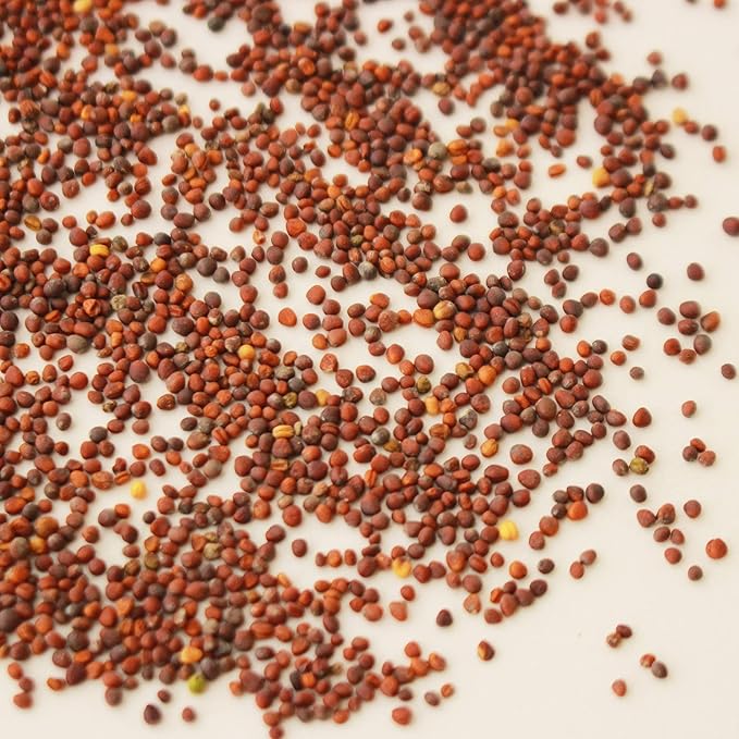 Red Tatsoi Mustard Seeds - 1 Oz - Herb & Vegetable Gardening, Microgreens - Non-GMO, Open Pollinated - Brassica rapa Narinosa