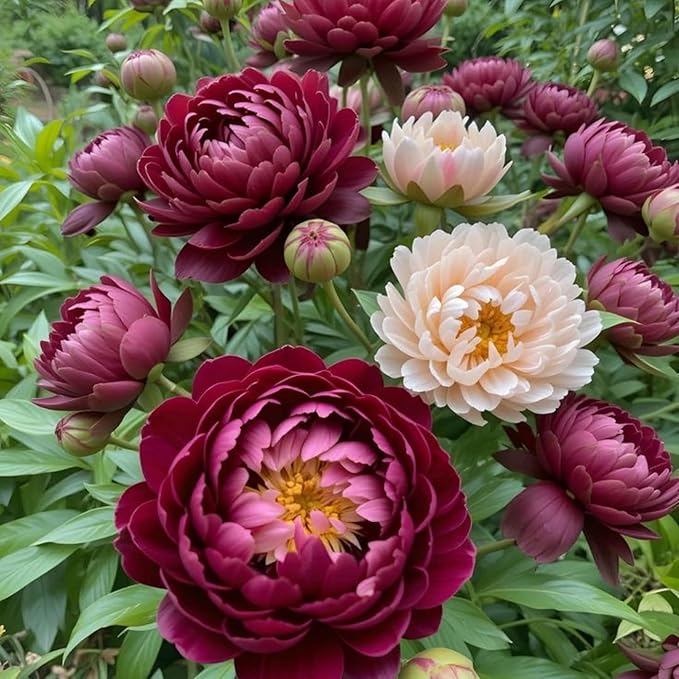 130+ Exotic Double Peony Seeds, Non-GMO Heirloom Rare Peony Seeds for Planting, Perennial Flowers with Ruffled Blooms, Attracts Butterflies Pollinators