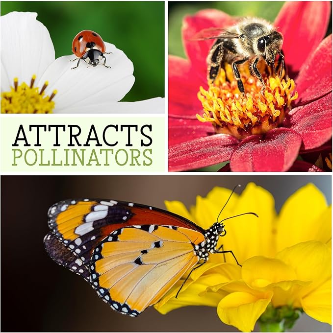 Seed Needs, Mixed State Fair Zinnia Seeds - 250 Heirloom Seeds for Planting Zinnia Elegans - Annual Flowers to Attract Butterflies & Other Pollinators, Great Cut Flower (5 Packs)
