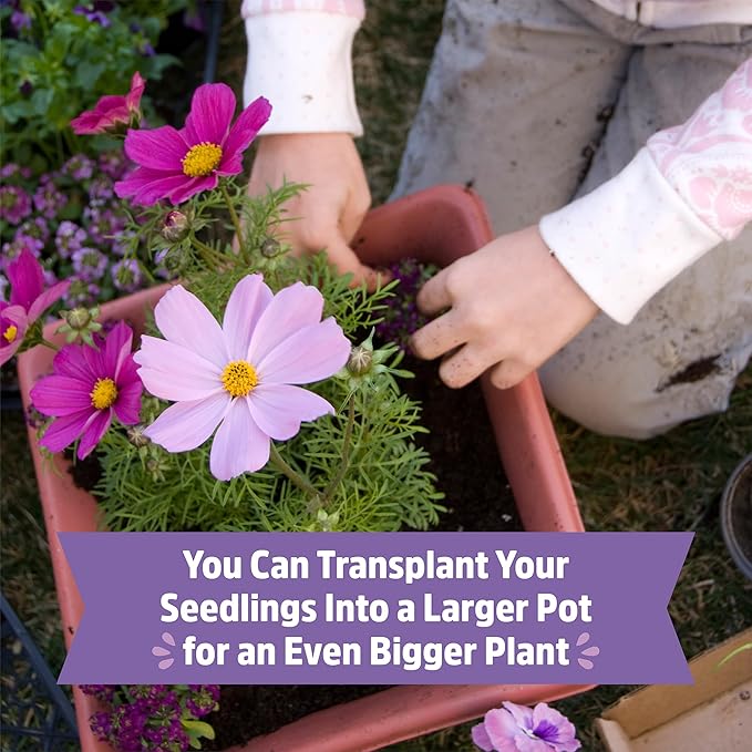 Back to The Roots Organic Cosmos Flower Grow Kit with Plantable Starting Pot Soil and Seeds