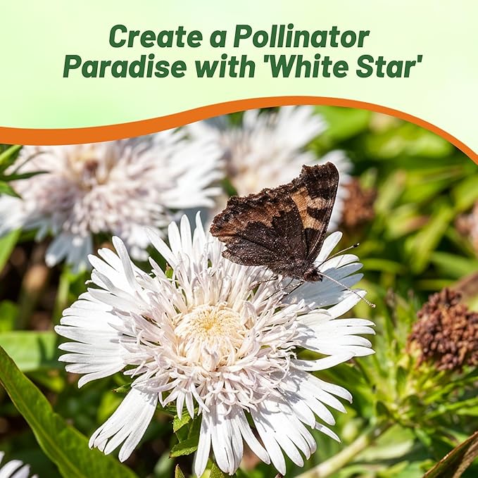 Outsidepride White Star Stokesia Seeds - 25 Pcs. Perennial, Compact, Easy to Grow & Drought Tolerant, Flower Seeds for Planting Fragrant Aster-Like White Blooms for Landscaping & Pollinator Gardens
