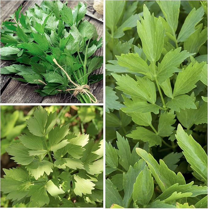 Seed Needs Lovage Seeds for Planting - Non-GMO Heirloom & Untreated Herbs to Plant a Medicinal/Culinary Home Grown Herb Garden Indoors or Outdoors (2 Packs)