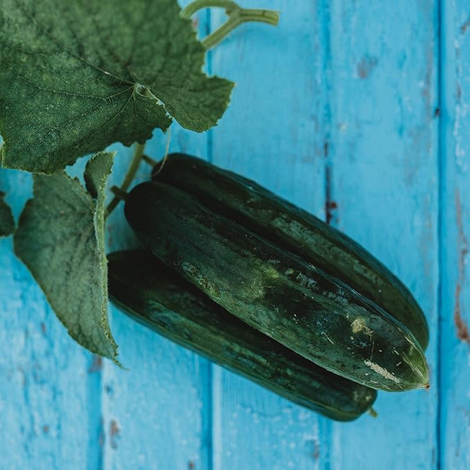 Beit Alpha Persian Cucumber - 25 Seeds - Heirloom Mini Cucumber Variety, Gynecious & Parthenocarpic Cucumber, Non-GMO, Heirloom Baby Cucumber Seeds for Planting in the Home Garden, Thresh Seed Company