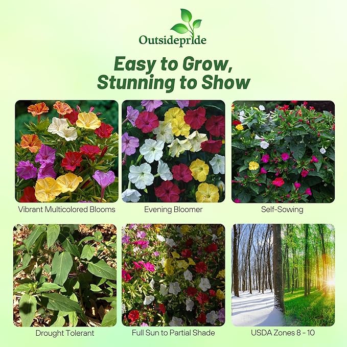 Outsidepride Mixed Four O'clock Flower Seeds - 1/4 lb Perennial Fragrant, Trumpet-Shaped Blooms, Deer-Proof & Easy to Grow, for Pollinator & Evening Gardens, Containers, Hedges, or Borders